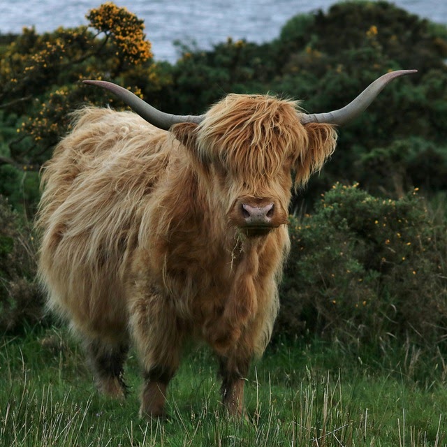 https cdn.pixabay.comphoto201705312359highland cow 2362076 960 720